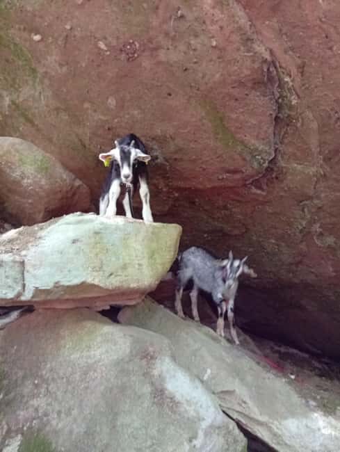 Luvigny: an unusual getaway with donkeys and goats - Final Thoughts