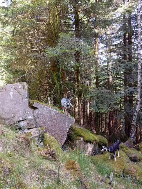 Luvigny: an unusual getaway with donkeys and goats - FAQ