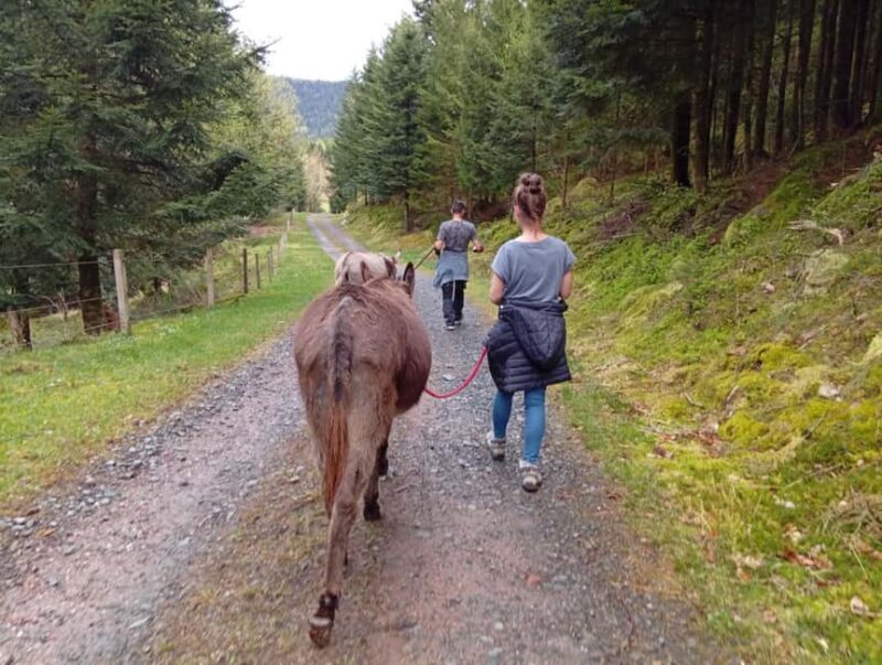 Luvigny: Donkey discovery walk - An In-Depth Look at the Donkey Discovery Walk