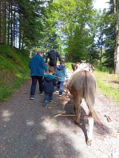 Luvigny: Donkey discovery walk - Getting to Know the Donkeys
