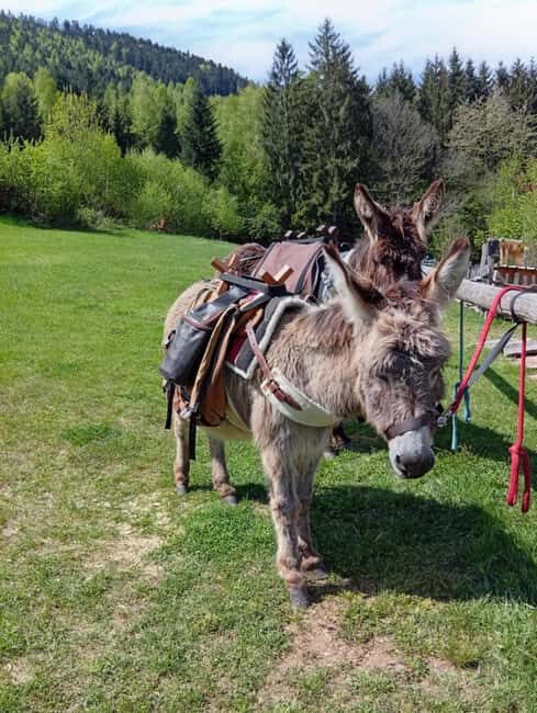 Luvigny: Donkey discovery walk - The Scenic Walk