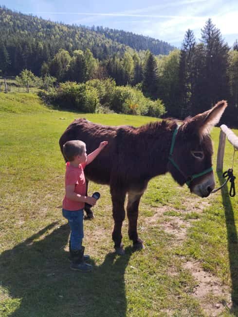 Luvigny: Donkey discovery walk - Final Reflection and Personal Time