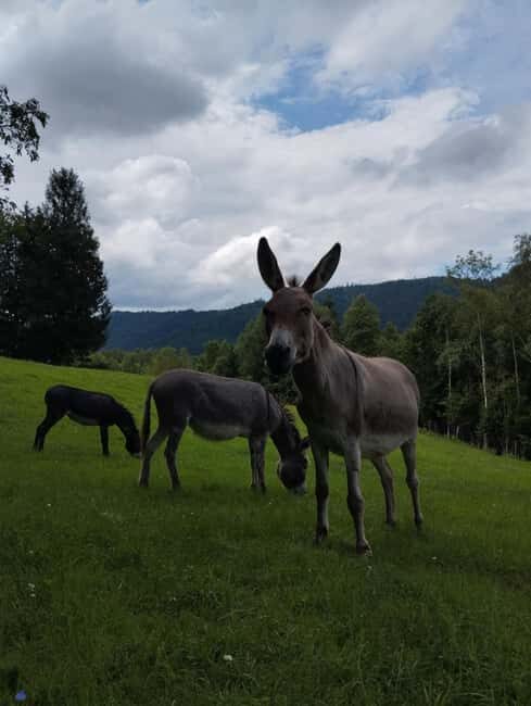 Luvigny: Donkey discovery walk - Whats Included and What to Bring