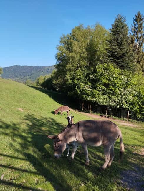 Luvigny: Donkey discovery walk - Practical Details and Final Thoughts