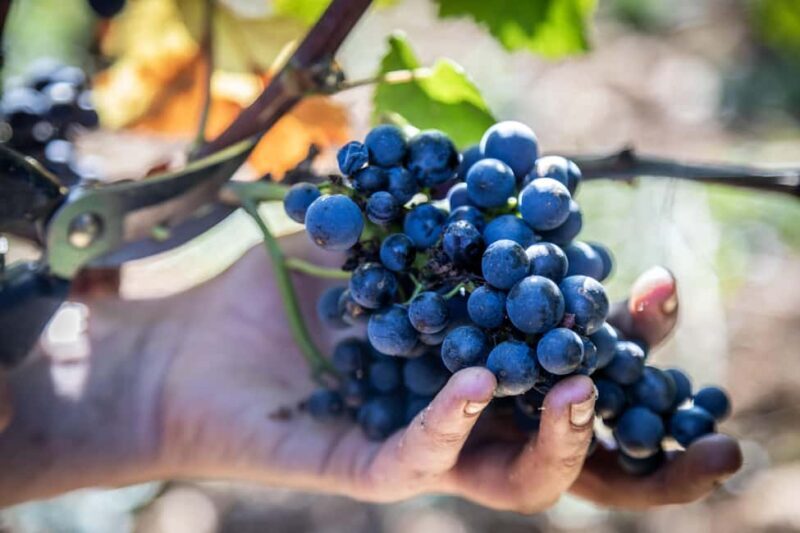 Luxury Burgundy Private Wine Tour - Key Points