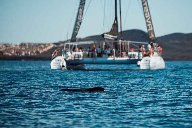 Luxury Catamaran Cruise with Brunch and Unlimited Drinks - Pricing and Value: Is It Worth It?