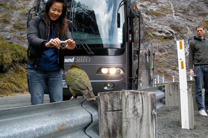Luxury Milford Sound Coach and Scenic Cruise - An Introduction to the Milford Sound Luxury Experience