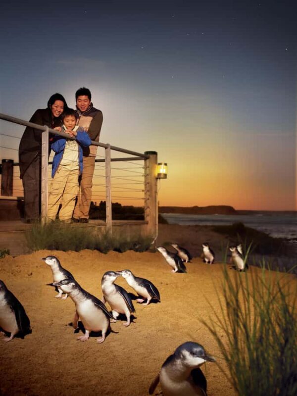 Luxury Phillip Island Tour for Families & Explorers 10 Max - Coastal Scenic Drive and Wildlife Spotting