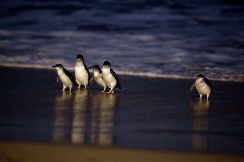 Luxury Phillip Island Tour for Families & Explorers 10 Max - Who Would Love This Tour?