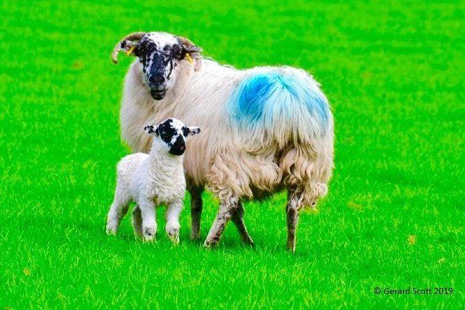 Luxury Photography Day Tour on Ring of Kerry and Skellig Ring - Fully Guided and Chauffeured - A Closer Look at the Luxury Photography Day Tour on Ring of Kerry and Skellig Ring