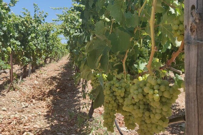 LUXURY PRIVATE Wine Tasting in CRETE (also for CRUISE SHIPS) - Frequently Asked Questions