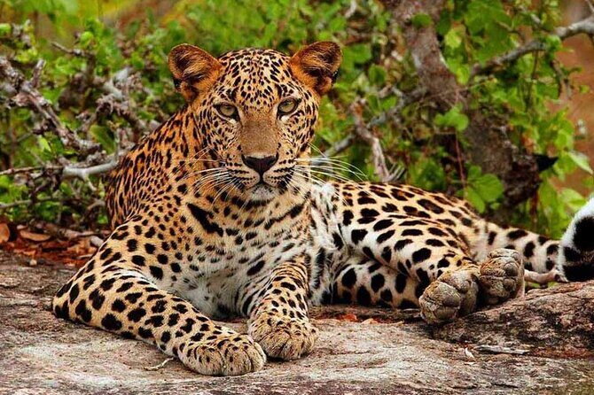 Luxury Safari Camping in Yala - The Safari Adventure