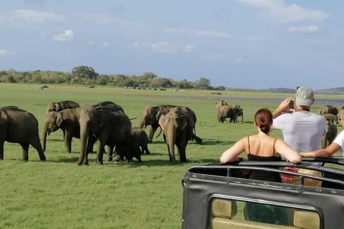 Luxury safari to minneriya national park - Key Points