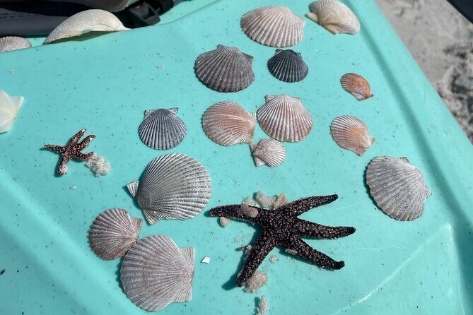 Luxury Single Kayak Tour To An Island Off Clearwater Beach! - Price and Value