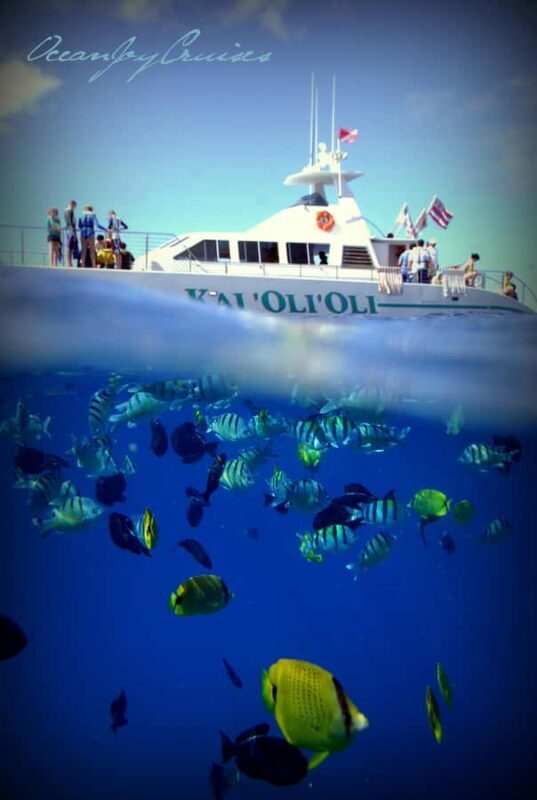 Luxury Sunset Cruise, Snorkeling, Whale & Dolphin Watching - Who Will Love This Tour?