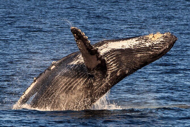Luxury Whale Watching Dinner Cruise in Cabo - Key Points