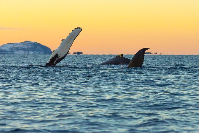 Luxury Whale Watching From Tromso - Small group and local guide - Key Points