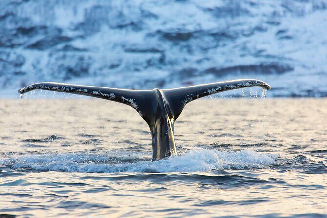 Luxury Whale Watching From Tromso - Small group and local guide - FAQ
