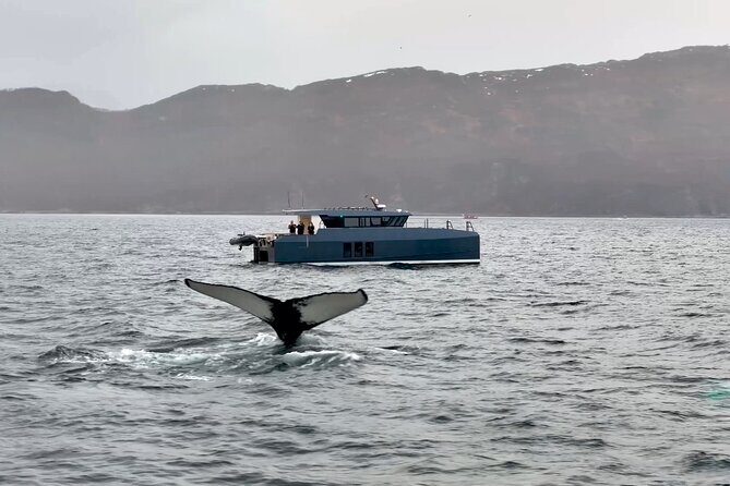 Luxury Whale Watching From Tromso - Small group and local guide - Final Thoughts