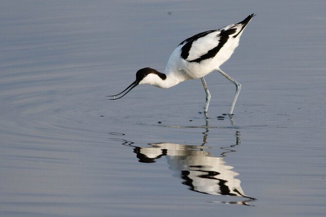Lymington Wildlife Discovery Walk - Who Should Book This Tour?
