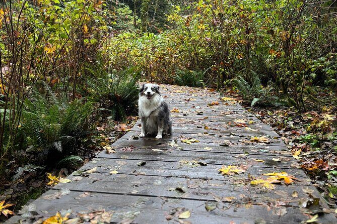 Lynn Canyon Nature Tour Hike, Swim, and Explore with a Local - Who Will Love This Tour?