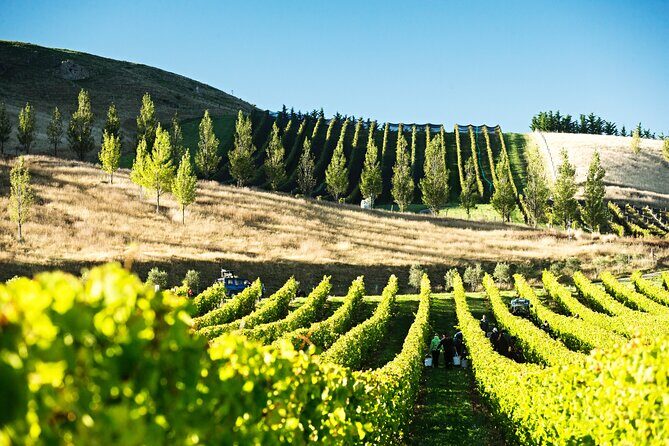 Lyttelton Shore Excursion: Waipara Valley Wine Tour with Lunch - Exploring the Waipara Valley Wine Tour from Lyttelton: A Practical Guide
