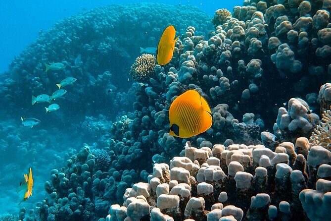 Maafushi: Full Day Snorkeling and Island Hopping Experience - The Full Breakdown of the Experience