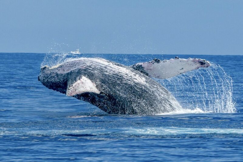 Ma'alaea Harbor: Whale Watching Tour Aboard Power Catamaran - A Deep Dive into the Experience
