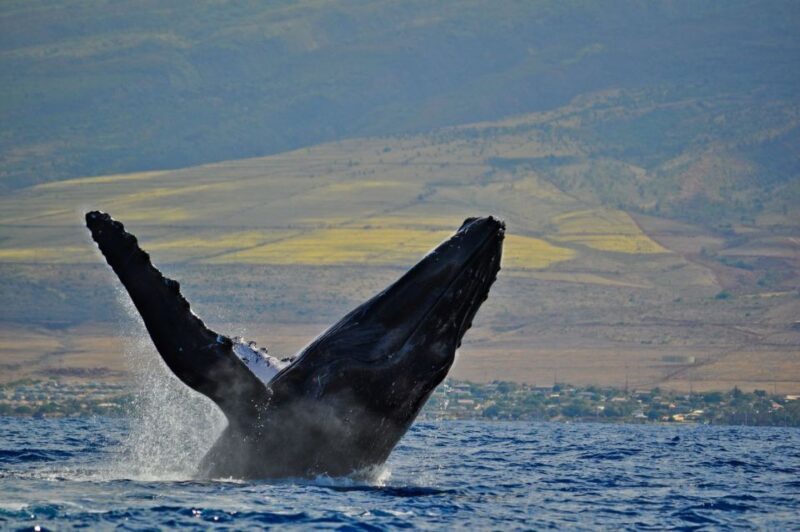 Ma'alaea Harbor: Whale Watching Tour Aboard Power Catamaran - Final Thoughts