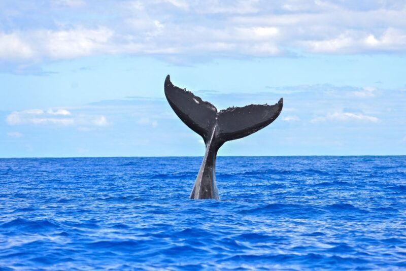 Ma'alaea Harbor: Whale Watching Tour Aboard Power Catamaran - FAQ