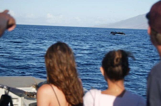 Maalaea Whale Watching Activity Visit - The Sum Up