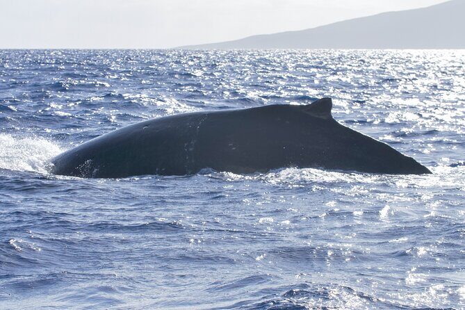 Maalaea Whale Watching Activity Visit - Frequently Asked Questions
