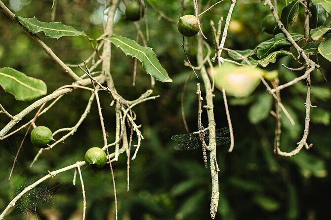 Macadamias Australia Orchard Tour in Bundaberg - FAQ Section
