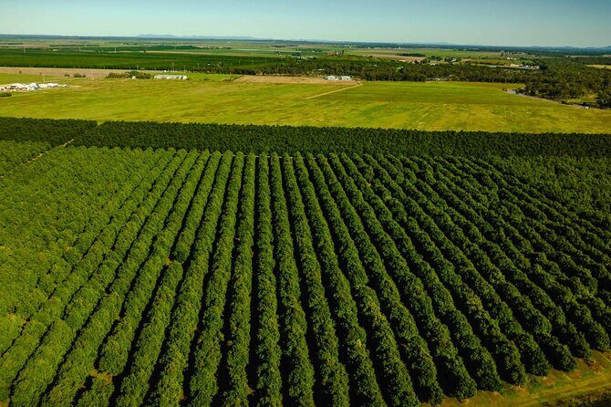 Macadamias Australia Orchard Tour in Bundaberg - Final Thoughts