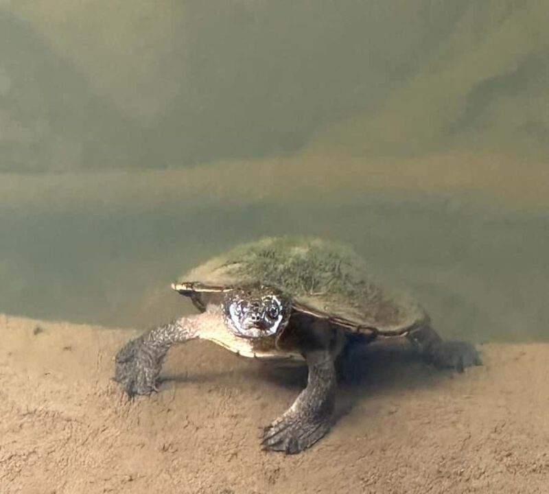 Mackay: 2-Day Adventure Package w/Accomm, Transfers & Tours - Why This Tour Offers Real Value