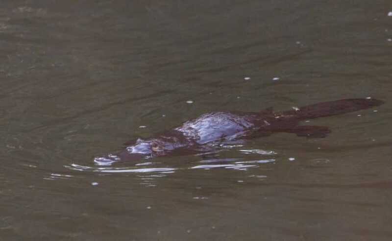 Mackay: Finch Hatton Gorge Hike, Swim & Platypus Adventure - Frequently Asked Questions