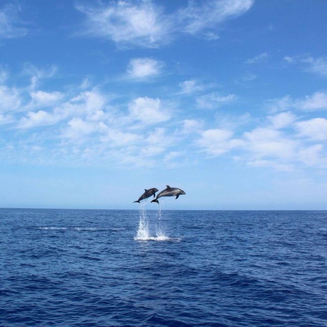 Madeira: 2.5-Hour Whale and Dolphin-Watching Cruise - Key Points