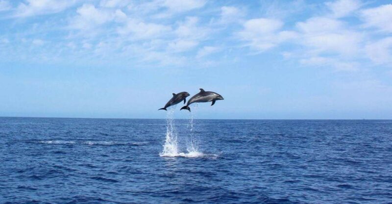 Madeira: 2.5-Hour Whale and Dolphin-Watching Cruise - Why This Tour Offers Great Value