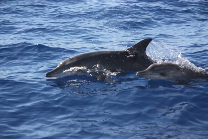 Madeira: 2.5-Hour Whale and Dolphin-Watching Cruise - The Perfect Audience for This Tour