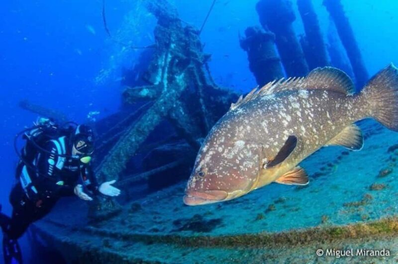 Madeira: 4-hour Scuba Dive from Porto Santo Island - Key Points