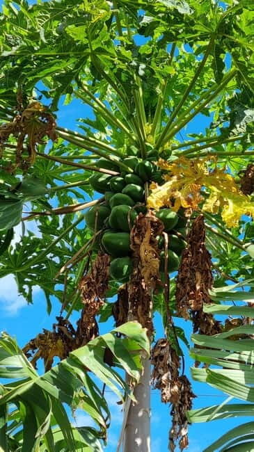 Madeira: Banana Plantation Guided Tour with Tasting - The Practicalities: What’s Included and What to Know