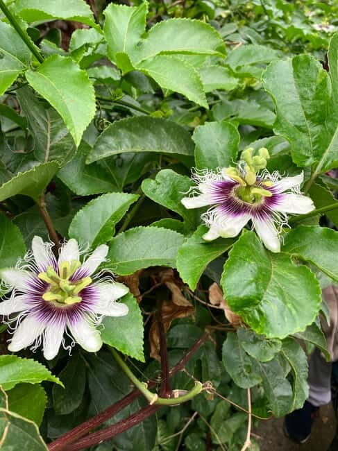 Madeira: Banana Plantation Guided Tour with Tasting - Authentic, Insightful, and Engaging Experience