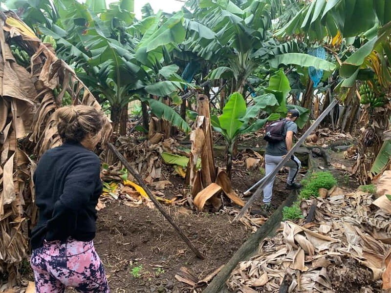 Madeira: Banana Plantation Guided Tour with Tasting - FAQ