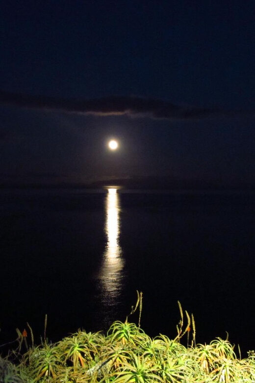 Madeira: Barn Owl Watching - An Authentic Nighttime Birdwatching Adventure