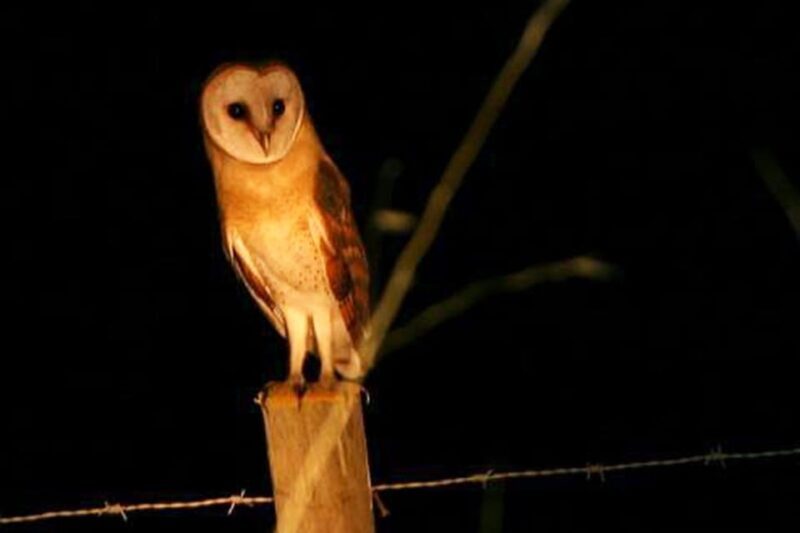 Madeira: Barn Owl Watching - The Sum Up