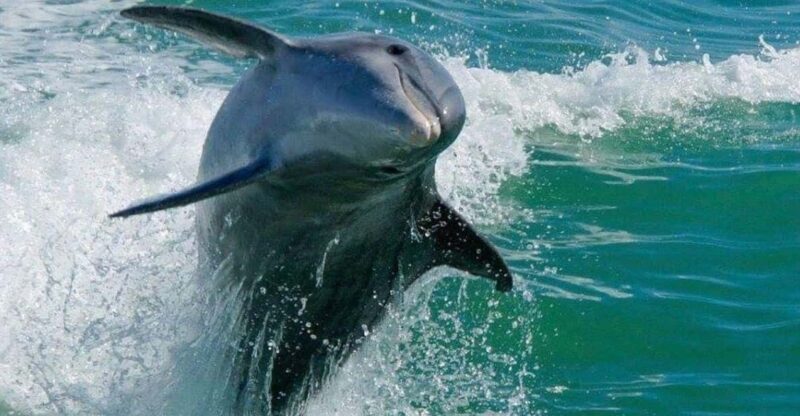 Madeira Beach: Egmont Key Snorkeling and Dolphin Cruise - Key Points