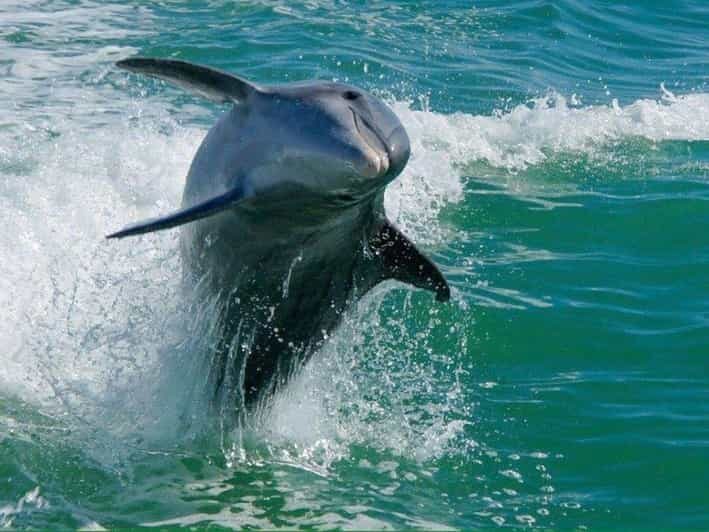 Madeira Beach: Egmont Key Snorkeling and Dolphin Cruise - Why This Tour Stands Out