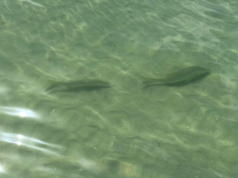 Madeira Beach: Egmont Key Snorkeling and Dolphin Cruise - Key Points