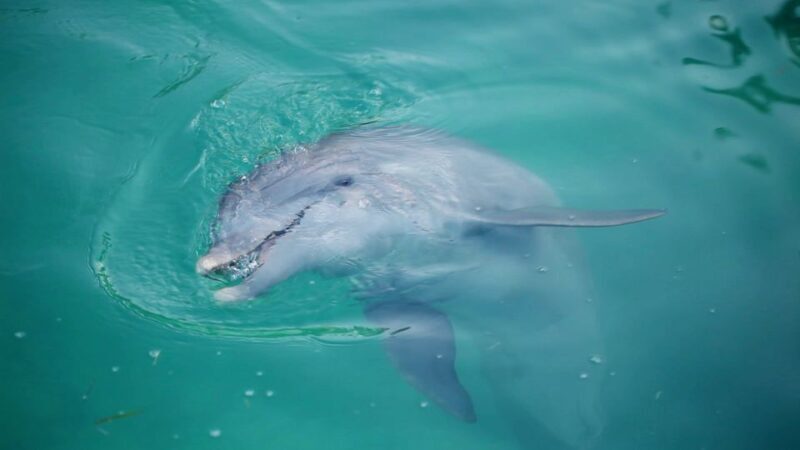 Madeira Beach: Sightseeing Cruise to John's Pass with Guide - Starting Point & Check-In