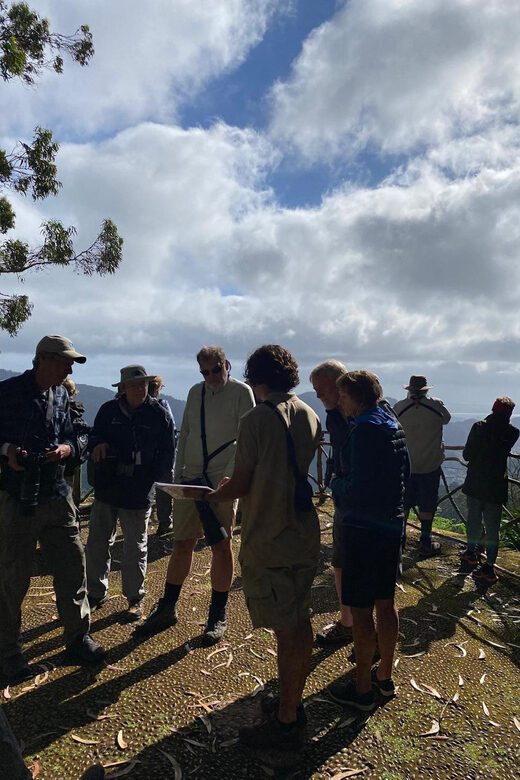 Madeira: Birdwatching - The Endemics - Key Points